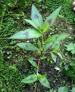 Close-up of willow weed leaf showing the distinctive dark spot on the upper surface